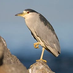 Black-crowned-Night-Heron-losangelesyachtcharter