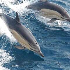 Common-dolphin-losangelesyachtcharter