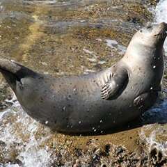 Harbor-Seal-losangelesyachtcharter
