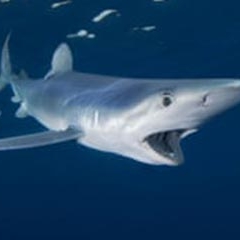 blue-shark-losangelesyachtcharter