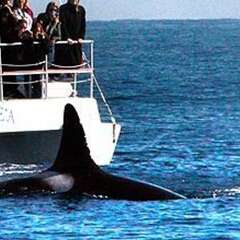 orca-killer-whale-losangelesyachtcharter