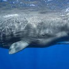 sperm-whale-losangelesyachtcharter