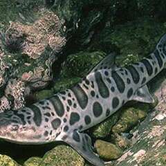 swell-shark-losangelesyachtcharter