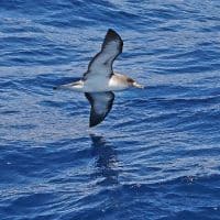 BLACK-VENTED SHEARWATER - Los Angeles Yacht Charter