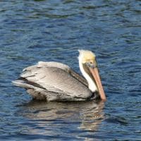 BROWN PELICAN - Los Angeles Yacht Charter