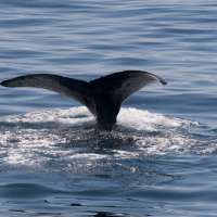 Fin Whale - Los Angeles Yacht Charter