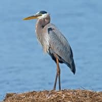 GREAT BLUE HERON - Los Angeles Yacht Charter
