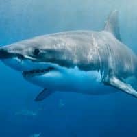 GREAT WHITE SHARK - Los Angeles Yacht Charter
