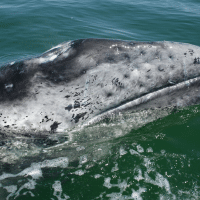 Grey Whale- Los Angeles Yacht Charter