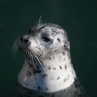 HARBOR SEAL - Los Angeles Yacht Charter