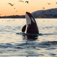 ORCA (KILLER) WHALE - Los Angeles Yacht Charter