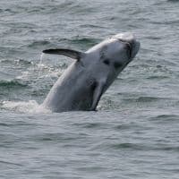 RISSO’S DOLPHIN - Los Angeles Yacht Charter