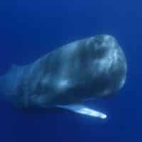 SPERM WHALE - Los Angeles Yacht Charter