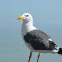 WESTERN GULL (SEAGULL) - Los Angeles Yacht Charter