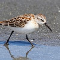WESTERN SANDPIPER - Los Angeles Yacht Charter